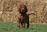 SETTER IRLANDAIS 174